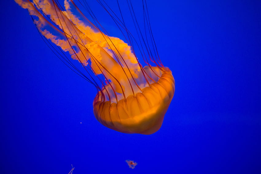Jelly Fish w/ Canon 6D + 40mm at Academy of Sciences, SF! HD wallpaper