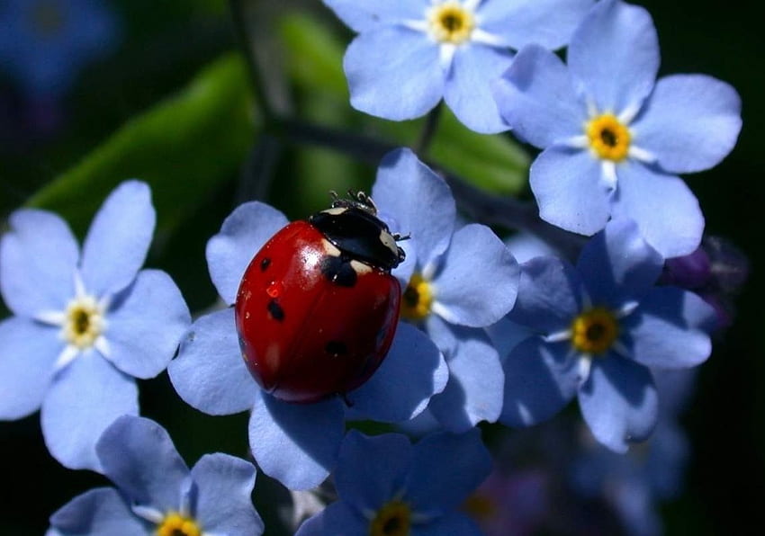 Ladybird, blue, forget-me-not, ladybug, spring HD wallpaper