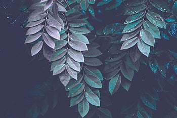 Dark leaves HD wallpapers | Pxfuel