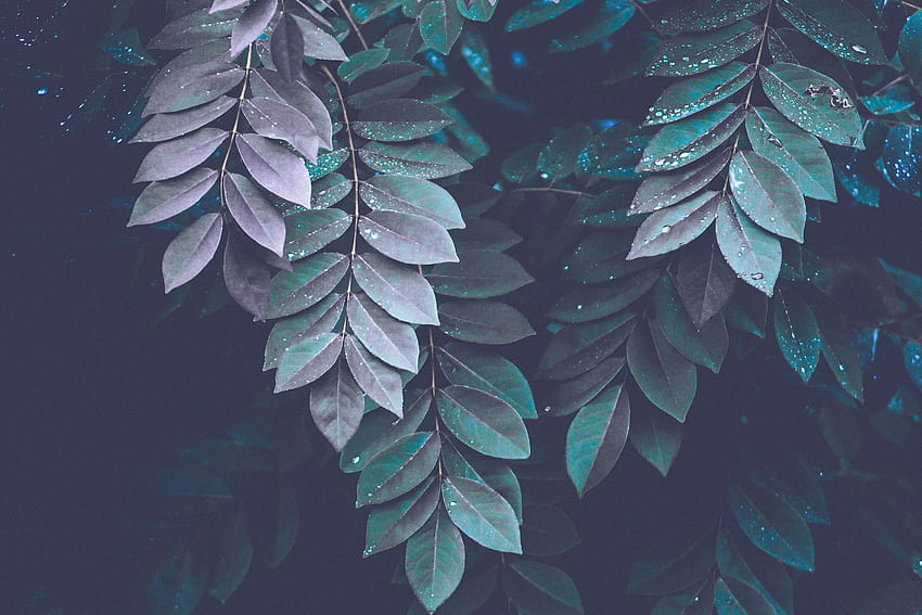 natura, liście, krople, ciemność, gałęzie Tapeta HD