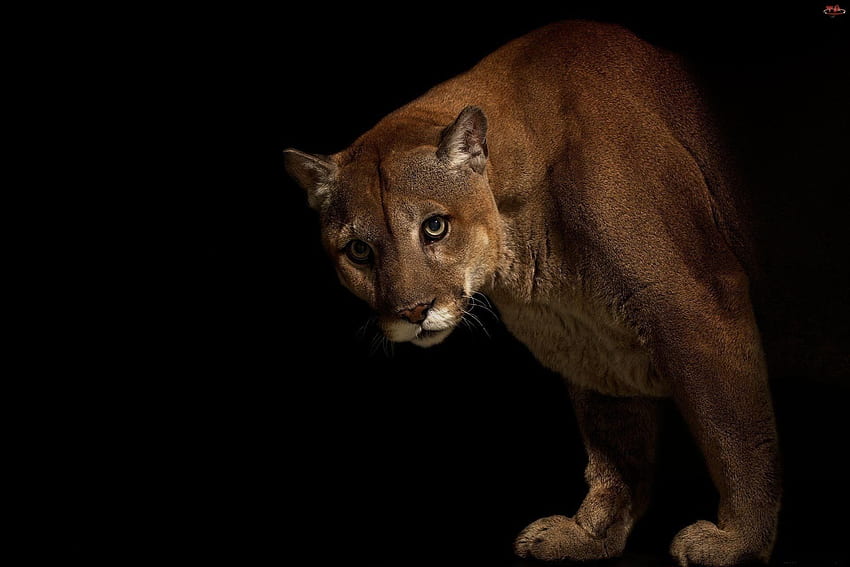 Cougar and Background, Puma Animal HD wallpaper