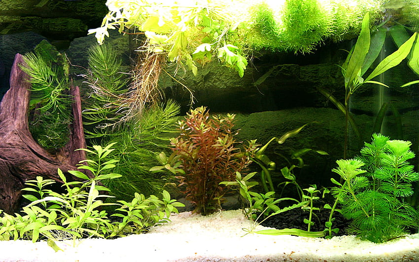 High Resolution Fish Tank Background - - - Tip, Aquarium Fish Tank HD wallpaper