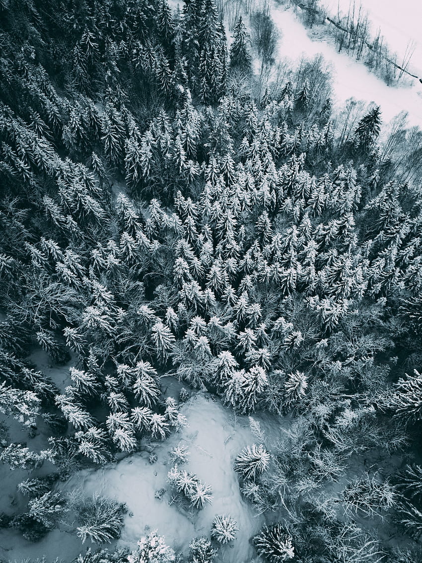 Aerial view, winter, pine trees, frost HD phone wallpaper