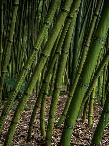 Arashiyama Bamboo Forest  360 Stories