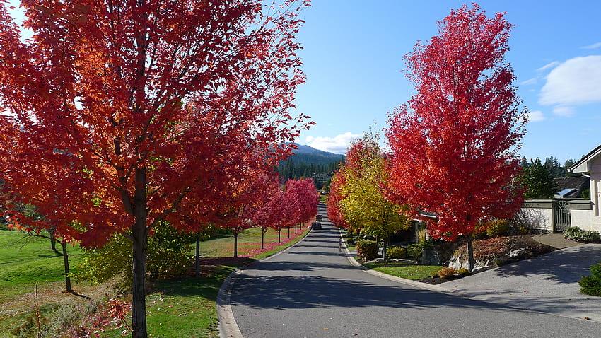 Red Maples street, otoño, paisaje, calle, árboles, fila, hojas, arces fondo de pantalla