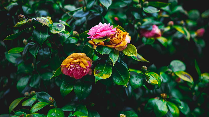 roses #red #bush #garden #bloom #leaves #4K #wallpaper #hdwallpaper  #desktop | Flower aesthetic, Aesthetic roses, Cute flower wallpapers