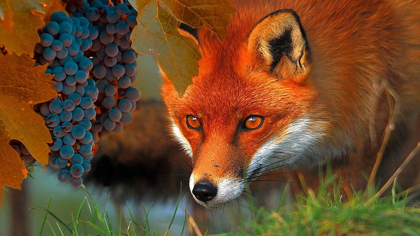 Fox, grapes, red, vulpe, autumn, fruit HD wallpaper