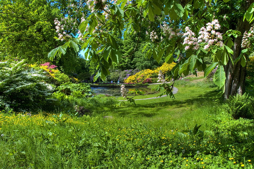 ธรรมชาติ บลูม ดอกไม้ สวน ฤดูใบไม้ผลิ ชัดเจน ฉันเห็น เกาลัด วอลล์เปเปอร์ HD