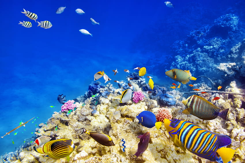 Ultra rybia siatkówka. Tło., Wielka Rafa Koralowa Tapeta HD