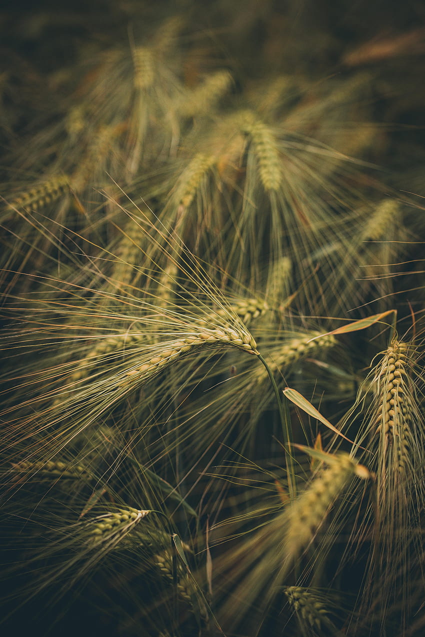 自然, 草, 小麦, フィールド, 耳, スパイク HD電話の壁紙