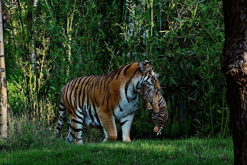 Tiger, animal, grass, cub HD wallpaper