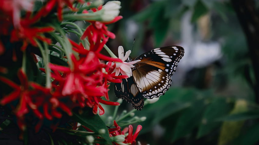 Papillon de conception de lignes de points noirs blancs bruns sur papillon de fleurs blanches rouges Fond d'écran HD