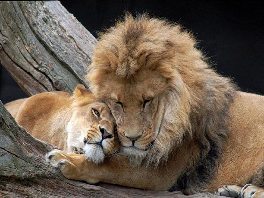 lew miłość, dziki, lwy, miłość, zwierzęta Tapeta HD