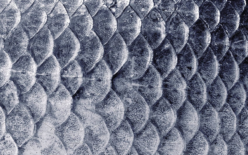 Textura de escamas de peixe Fundo de escamas de pele de peixe Textura de fundo de escamas de cinza de peixe . papel de parede HD