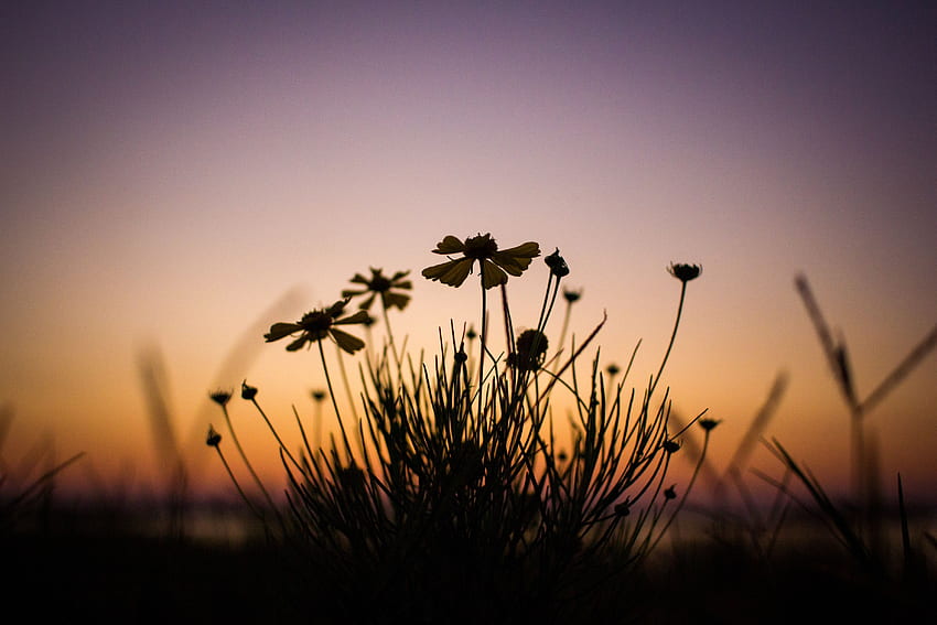 Blumen, Dämmerung, Pflanze, Dunkelheit, Abenddämmerung HD-Hintergrundbild