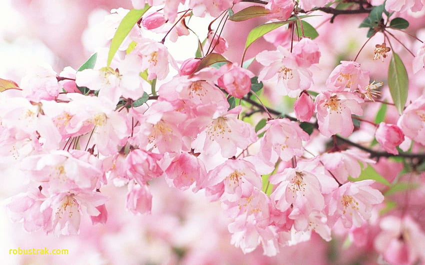 Fresh cherry blossom với những cánh hoa tuyệt đẹp chắc chắn sẽ làm bạn say đắm. Là biểu tượng của mùa xuân, chúng mang lại sự sống động và tươi mới cho bất kỳ không gian nào.