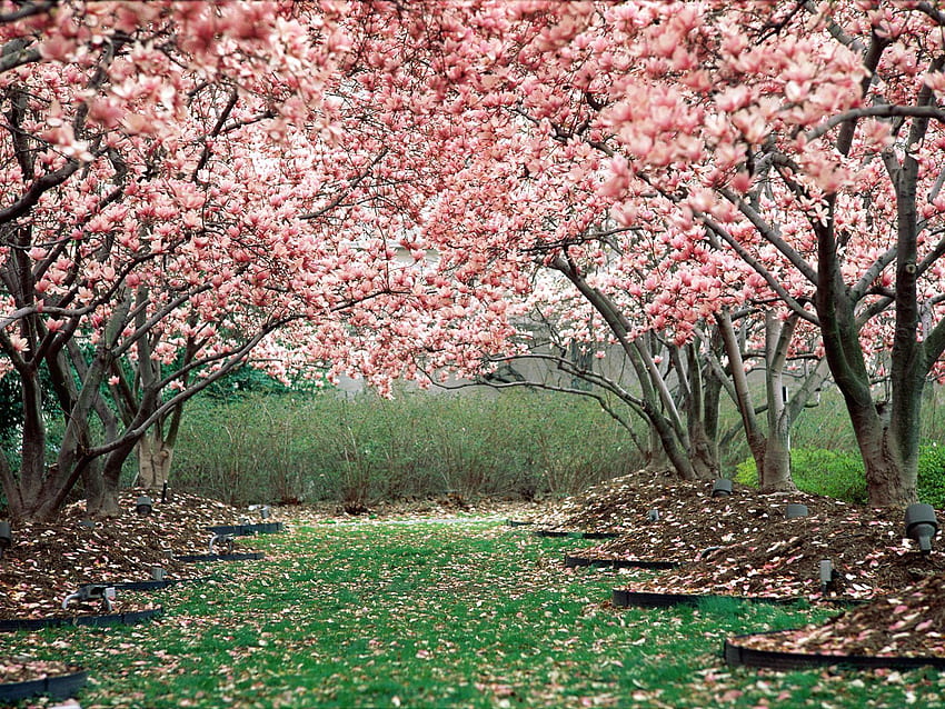 Пролет, природа, дървета, розово, цъфтеж, цъфтеж, градина HD тапет