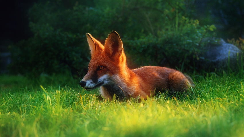 Red Fox , Black and Red Fox HD wallpaper