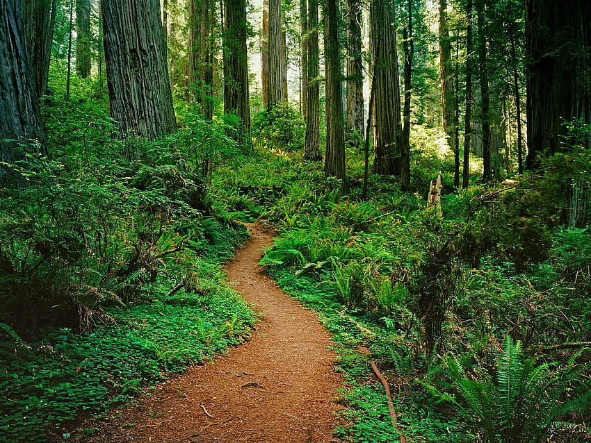 Forests: Untitled Redwood National Park California Forest Nature, Redwood Mountain HD wallpaper