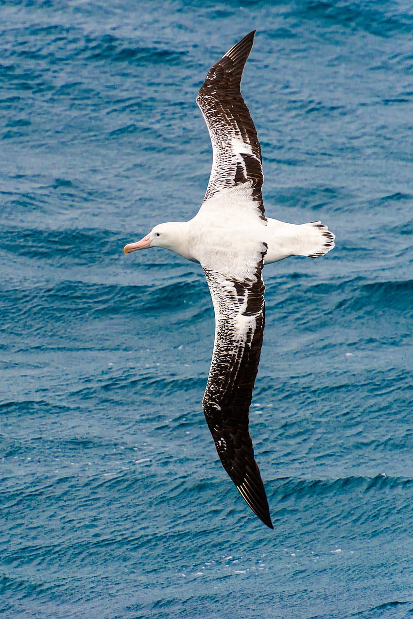 Albatros HD-Handy-Hintergrundbild