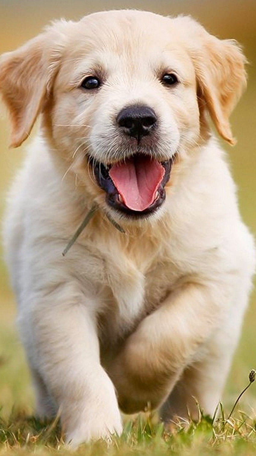 หมาโกลเด้นรีทรีฟเวอร์น่ารัก หมาเด็กน่ารัก วอลล์เปเปอร์โทรศัพท์ HD