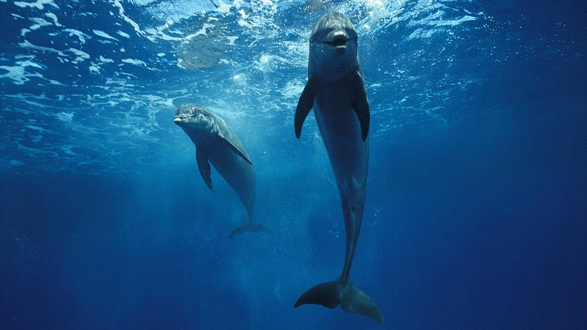 Delfín, Delfines Bajo El Agua fondo de pantalla