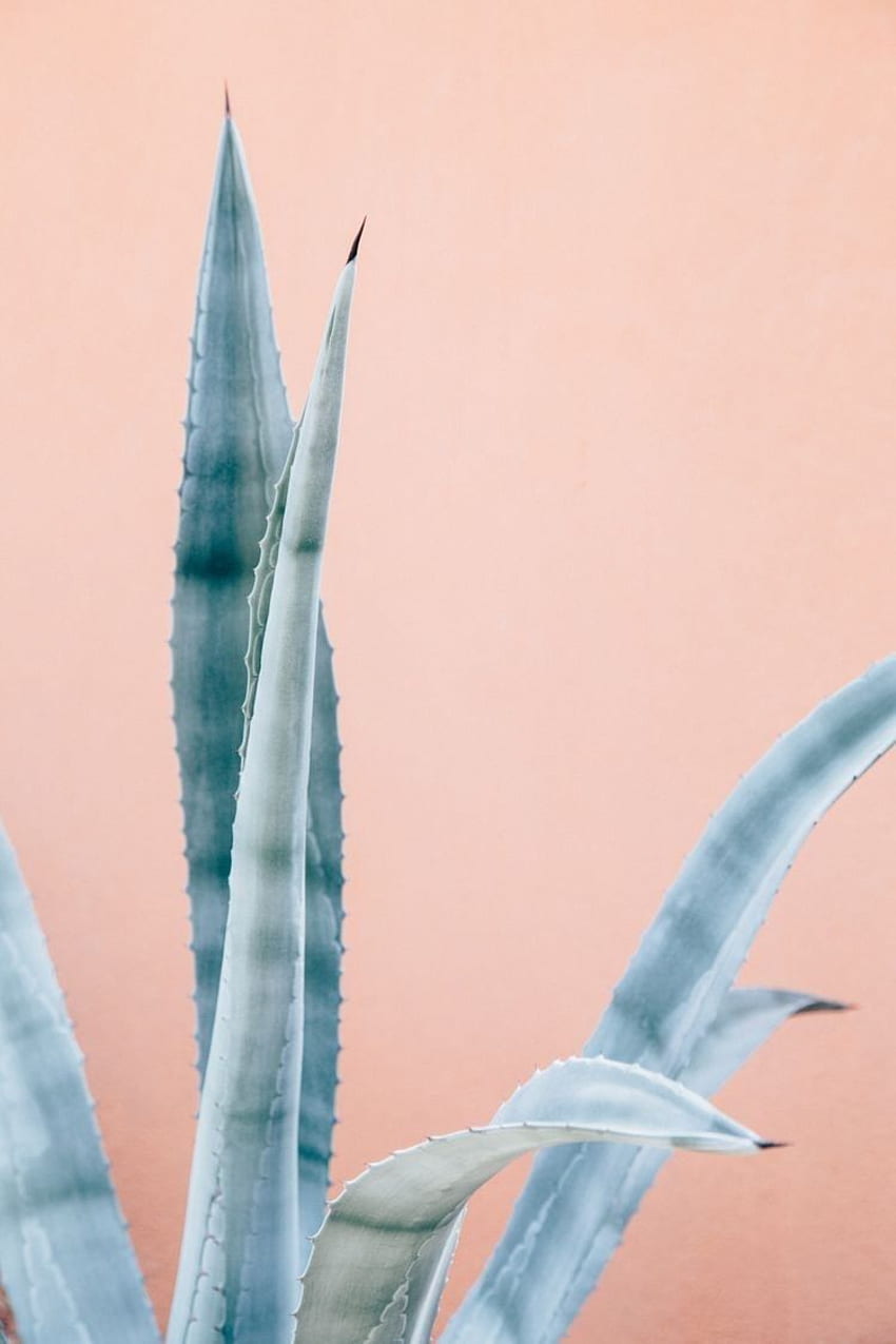 about pink in, Agave HD phone wallpaper