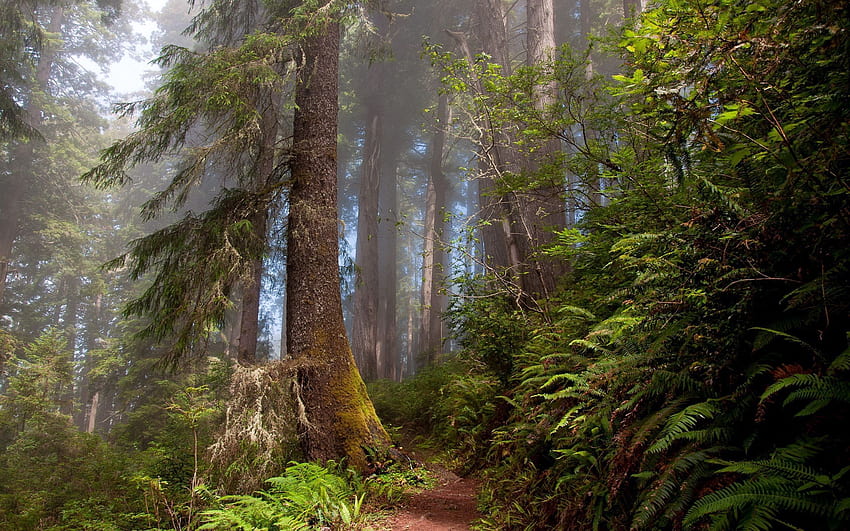 Alam, Pohon, Musim Panas, Hutan Wallpaper HD