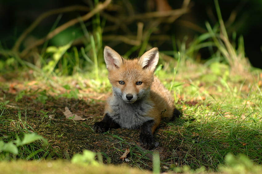Cute, baby fox, animal HD wallpaper