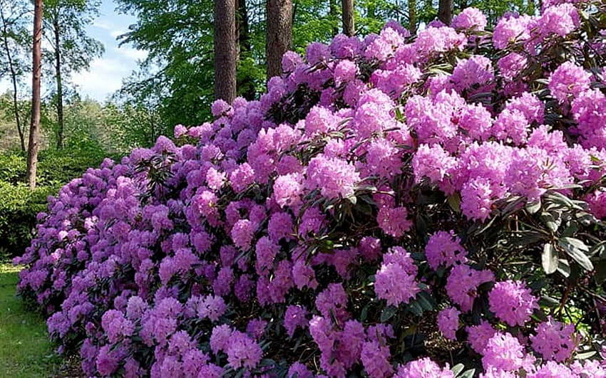 Rhododendrons violets, violet, Lettonie, rhododendrons, fleurs Fond d'écran HD
