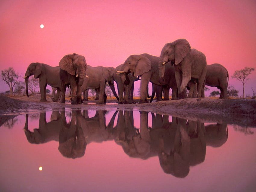 World Elephant Day . Disneyworld , Disney World and World, Elephant Sunset HD wallpaper