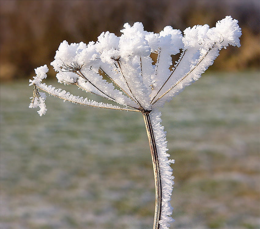 Fiore di ghiaccio, inverno, delicato, bianco, cristalli, neve, ghiaccio Sfondo HD