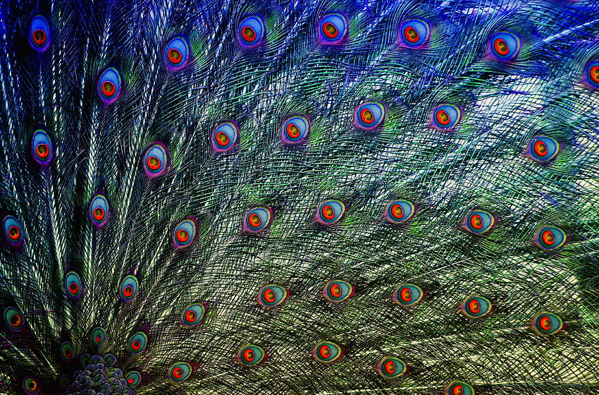 Peacock, bird, plumage HD wallpaper