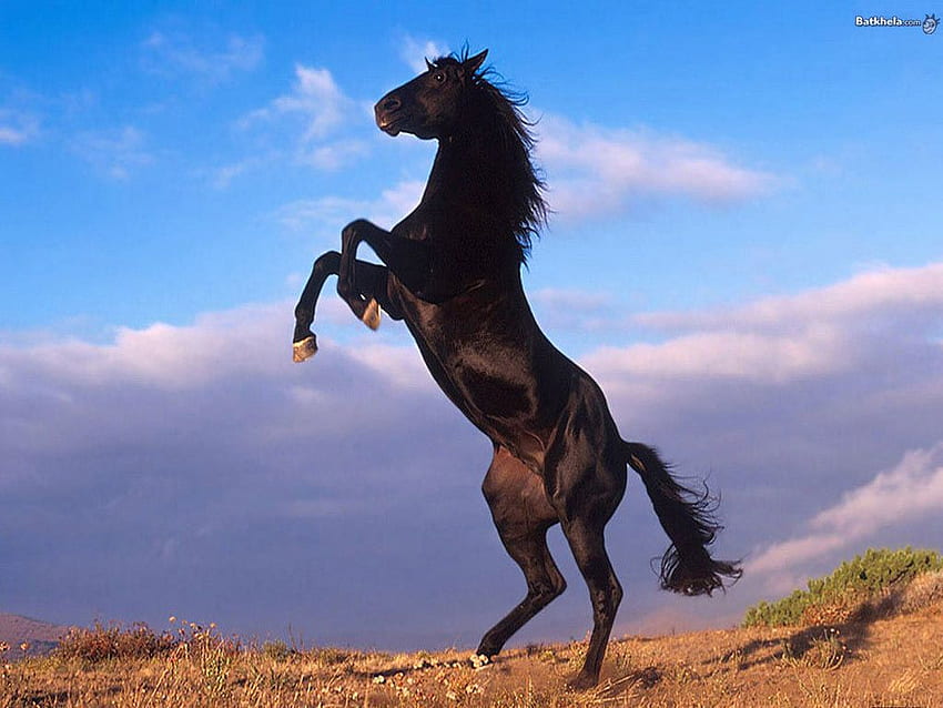 black wild horses running beautiful black HD wallpaper