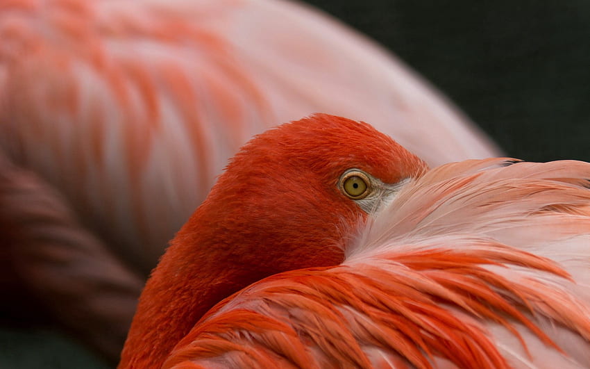 Animals, Flamingo, Feather, Eyes, Color HD wallpaper