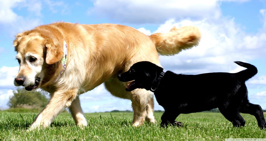 Pies Czarny Labrador Retriever Wygląd. Mądry Tapeta HD