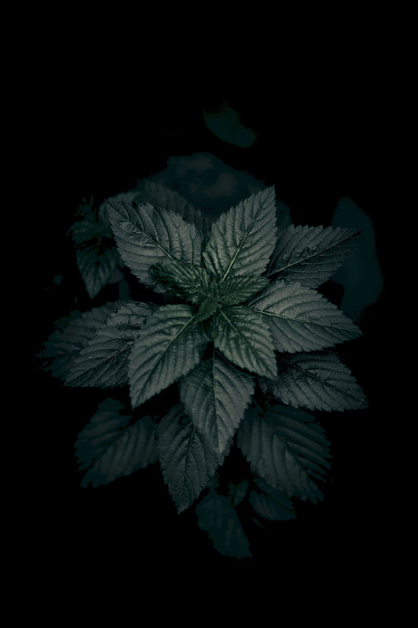 自然, 葉, 植物, マクロ, 暗い, クローズ アップ HD電話の壁紙