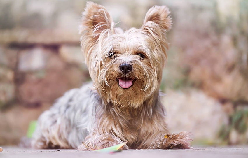 Midjourney prompt: cute Yorkshire Terrier in the nature , - PromptHero