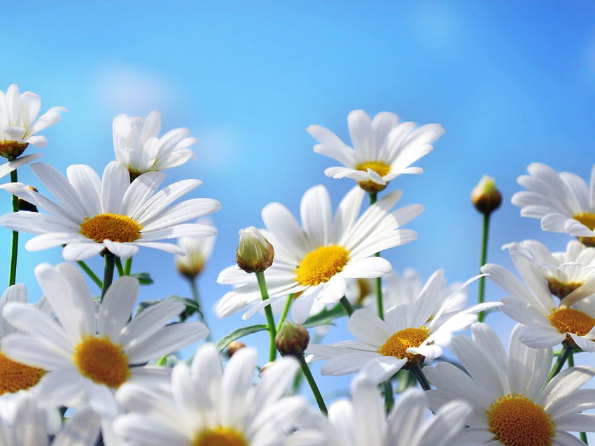 White Flowers Of Chamomile Blue Sky, White Sunflower HD wallpaper