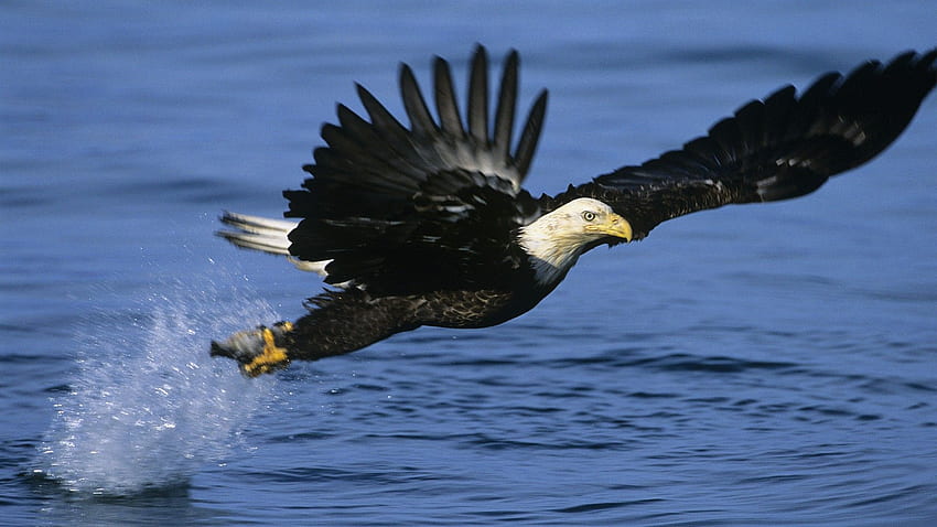Alaska Eagles, Native Eagle HD wallpaper