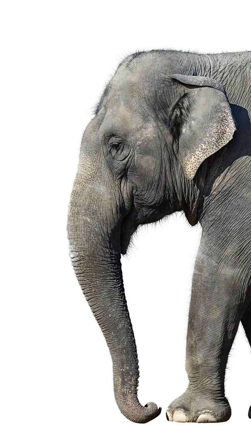 iPhone Baby Elephant nel 2020. iphone elefante, elefante cartone animato, elefante Sfondo del telefono HD