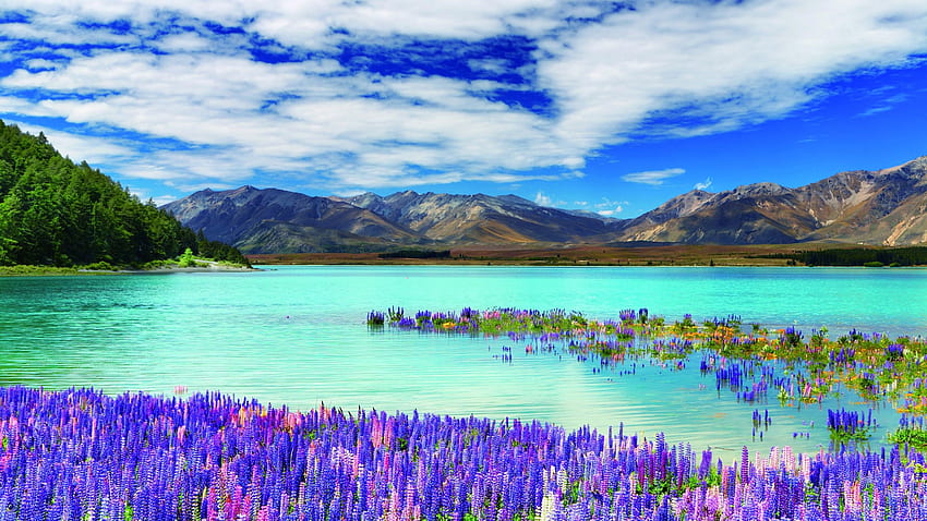 New Zealand, river, mountains, flowers, clouds HD wallpaper