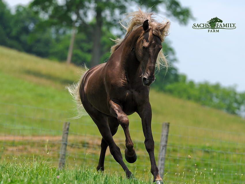 Rocky Mountain Horse Running, horses, field, animals, fence HD wallpaper