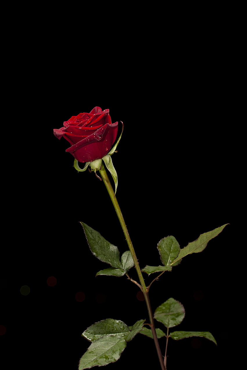 Of Red Rose · Stock, Single Red Rose HD phone wallpaper | Pxfuel