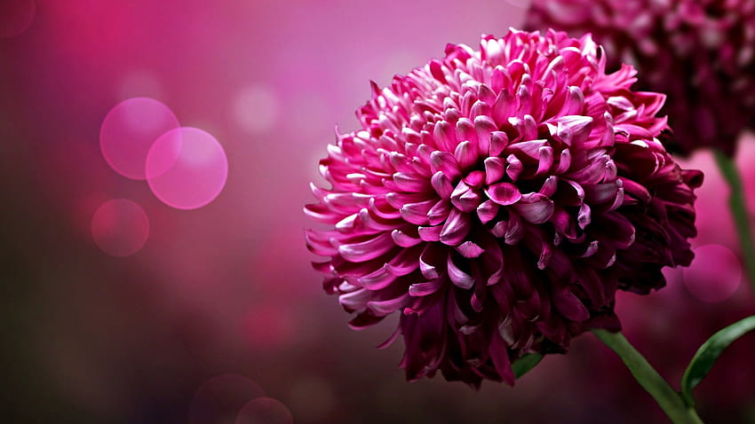 Dark Flower, Dark Pink Flower HD wallpaper