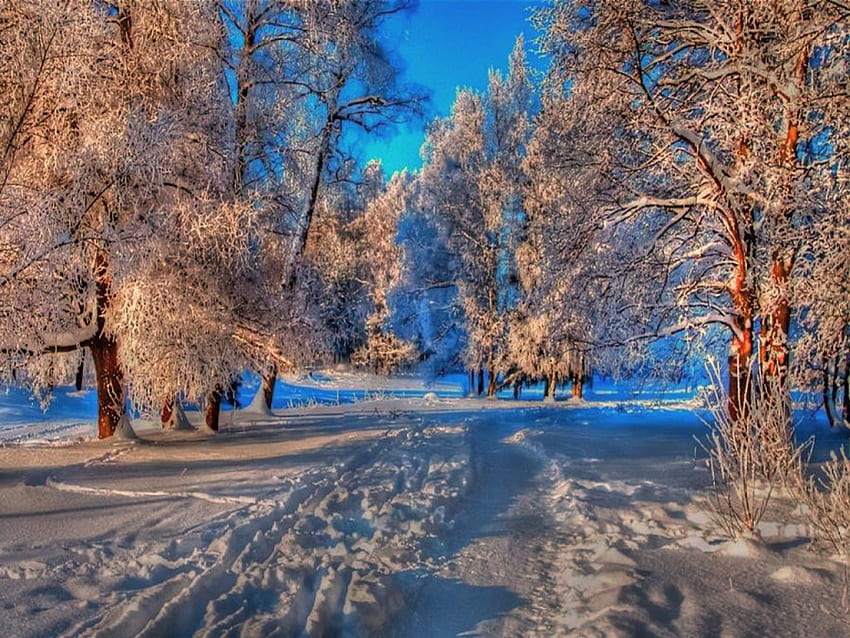 겨울, 파랑, 눈, 나무, 하늘, 숲의 그늘 HD 월페이퍼