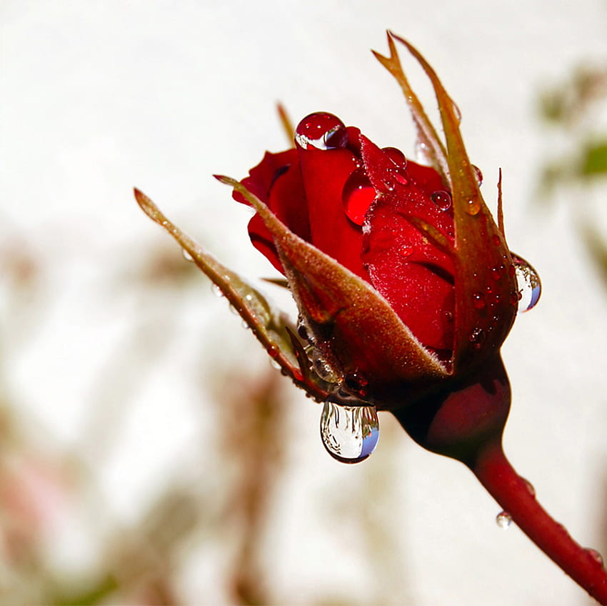 rose, drops, beautiful, red HD wallpaper