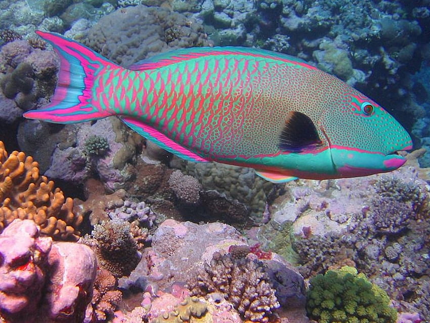 Irridescent Fish, multi-colored, irridescent, fish, beautiful HD wallpaper