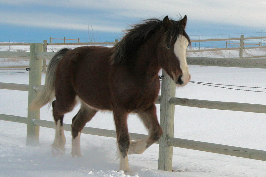 雪の中の馬、レバー栗、馬、刃の顔、ウマ、ポニー 高画質の壁紙