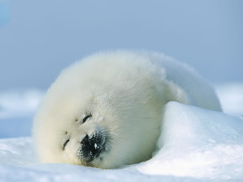 Baby seal, sweet, winter, animal, seal, snow, baby HD wallpaper
